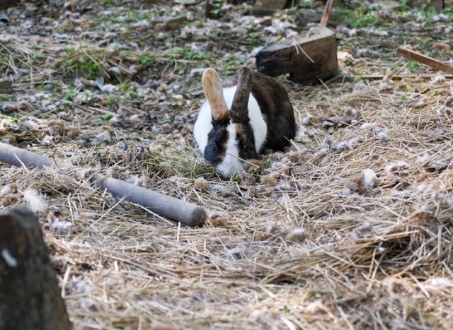 Lapin