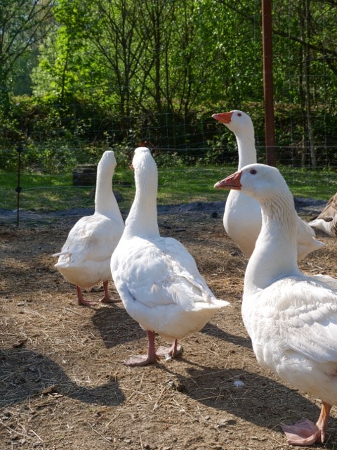 Animaux de la fermes
