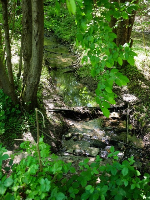 Ruisseau en pleine nature
